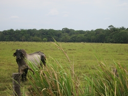 Rinderzucht in Kolumbien, ein Rind steht hinter hohem Gras auf einer Weide, im Hintergrund beginnt ein Wald; Foto: PID