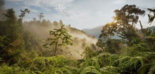 Die beeindruckenden Wälder im Schutzgebiet Thua Thien Hue Saola Nature Reserve. Foto: Thanh The Vinh/ WWF-Vietnam