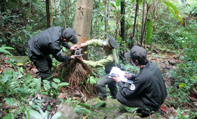 Waldwächter beim Aufstellen einer Kamerafalle im Rahmen des Biodiversitäts-Monitorings. Foto: Linh Nguyen / WWF-Vietnam
