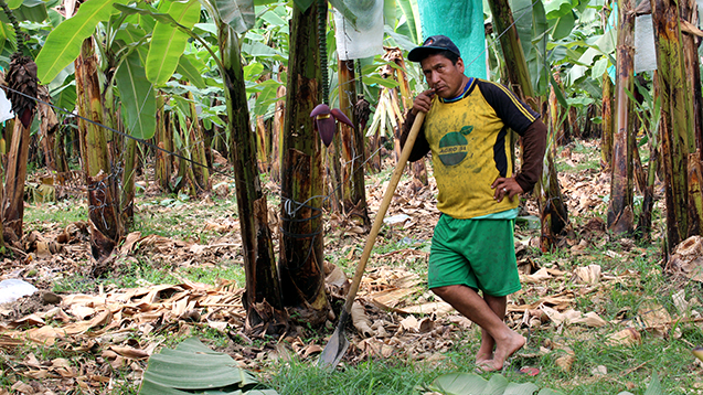 Farmer in his banana plantation in Piura, Northern Peru; photo: © GIZ.