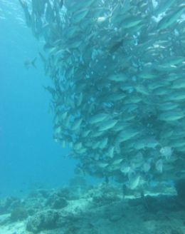 Fischschwarm unter Wasser