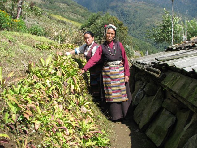 Leading women farmers grow Chiraito on terraced land, Eastern Nepal; Photo: K. Bhutia