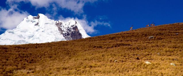 Vicuñas grazing with Andes peak behind; Photo: TMI