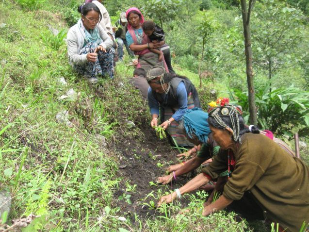 Transplanting medicinal plant seedlings, Upper Arun, Nepal; Photo: TMI