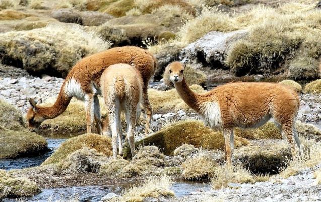 Vicuñas in mountain wetlands, Peruvian Andes; Photo: TMI