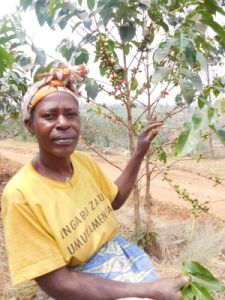 Coffee farmer Laurence Mukakabera cultivates a coffee plant; Photo: Kaffee-Kooperative.de