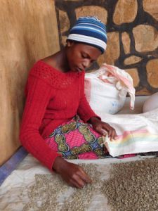 A woman harvesting coffee; Photo: Kaffee-Kooperative.de