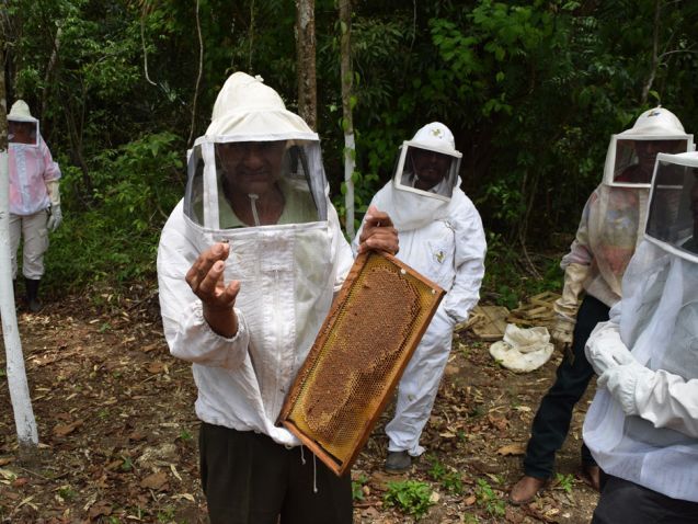 Die Bienenvölker im Regenwald Guatemalas tragen ihren Teil zum Schutz des guamaltekischen Regenwaldes und zur Wiederaufforstung bei; Foto: OrovVerde.