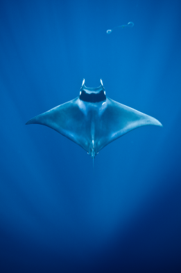 Manta ray; Photo: Carlos Aguilera