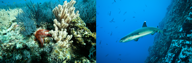 Coral reef (left); Silvertip shark (right); Photos: Carlos Aguilera