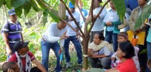 In Januiay auf Panay werden einheimische Bauern im Kakaoanbau geschult (2015). Foto: ©GIZ/Klaus Schmitt, Wald- und Klimaschutz auf Panay - Phase II