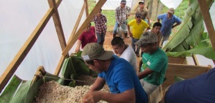 Fermentation in wooden crates with layers of banana leaves; Photo: ©OroVerde