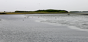 Die Mangroven von San Pedro, ein Ramsar-Gebiet im Bezirk Vice der Region Piura in Peru, das von der zuständigen Kommunalverwaltung bewirtschaftet wird.