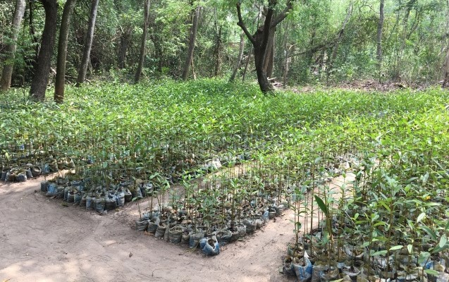 13.000 Mangrovensetzlinge, die im Sommer gepflanzt werden; Foto: Marco Vinaccia
