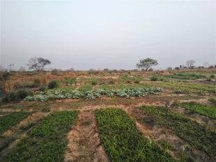 Agriculture is an essential source of income in countries of sub-Saharan Africa. Due to more frequent strong rains and longer dry periods the harvest more and more often turns out to be poor; Photo: GIZ 