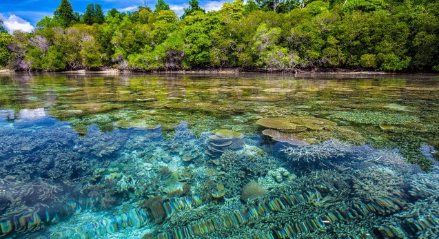 Korallenriff in Küstennähe; Foto: Pixabay