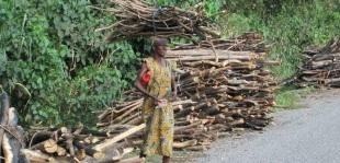 Fuel wood collection in Ghana; Photo: SNV