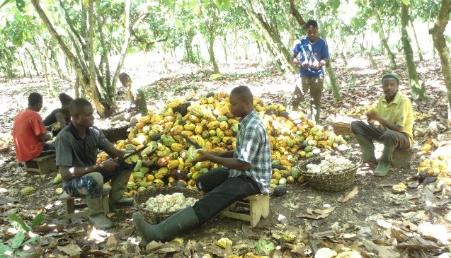 Local people breaking cocoa pod. Respect for the knowledge and rights of indigenous peoples is one of the safeguards that should be considered in the context of REDD+ activities; Photo: SNV