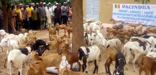Distribution of sheep and goats to small-scale farmers in Mali; Photo: Pacindha