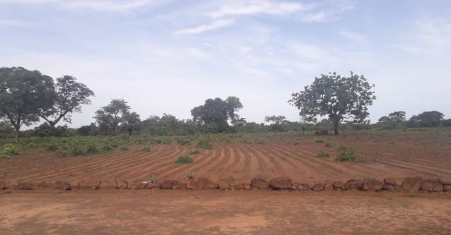 Feld umgeben mit Steinen als Erosionsschutz; Foto: Safiatou Sékou Traoré