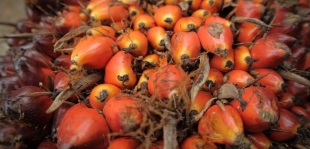 The palm oil sector is critical, since related activities lead to deforestation and thus to biodiversity loss, which in turn fuels the climate crisis. Five of the banks analysed now base their palm oil sector financing on RSPO certification; Photo: Mazidi Abd Ghani/WWF Malaysia