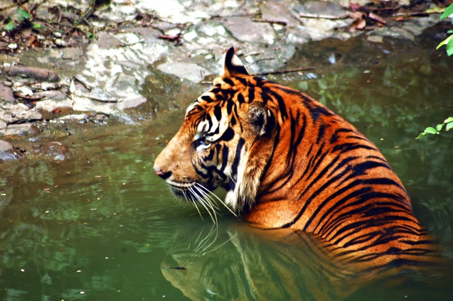 The Southeast Asian region is a hotspot for both biodiversity and deforestation. The financial sector has an important role to play in steering this region towards greater sustainability in the production of resources; Photo: Saipul Siagian/WWF Indonesia