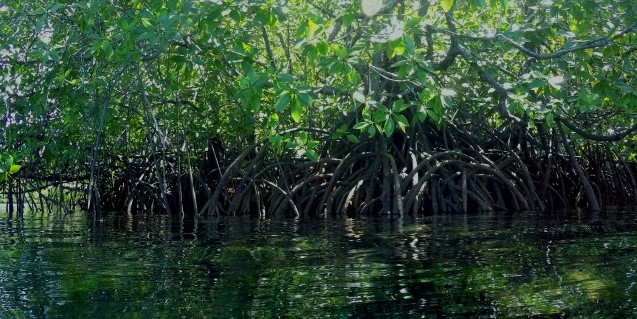 Mangroven schützen Ufer vor Erosion und bieten geschützten Lebensraum für z.B. Fische; Foto: Julie Steinen/ZUG