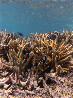 Korallen sind marine Ökosysteme; Foto: Janina Seemann/GIZ