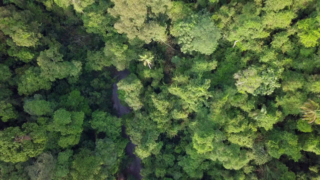 Intakter Regenwald auf Sumatra; Foto: Deutsche Welle