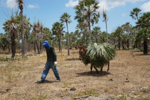 Kleinbauer führt einen Esel, der mit Carnaúbapalmenblättern beladen ist.