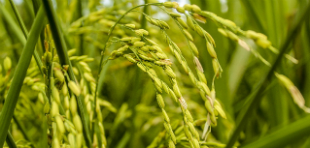 Reispflanze in Nahaufnahme