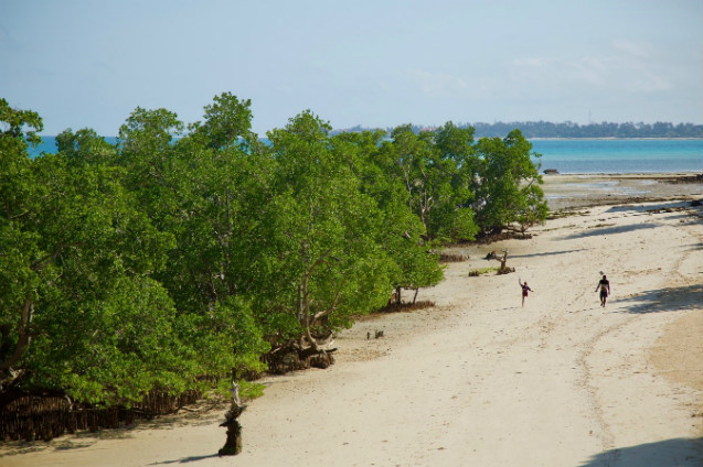 Mangroven an der Küste
