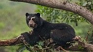 Andean bear on tree trunk