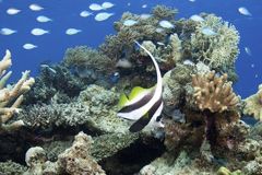 Tropischer Fisch und Korallen