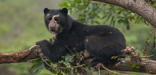 Ein Andenbär sitzt auf einem Ast