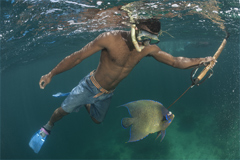 Diver at Great Sea Reef, Picture: © Jürgen Freund