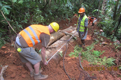 Two forest workers measuring the length of a trunk