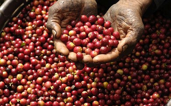 hands holding red coffee beans