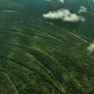 Green trees of the rain forest seen from above