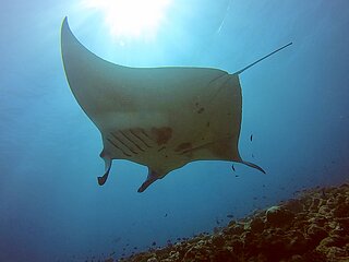 Reef manta ray