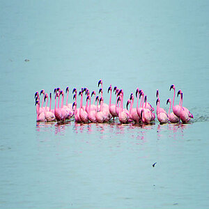 Feuchtgebiete stellen wichtige Lebensräume für Zugvögel dar. Foto: Wetlands International.