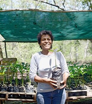 Woman holds up small mangrove plant