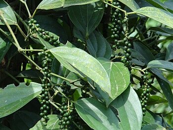 Pfeffer; Foto: ©Poonam Pande/GIZ  