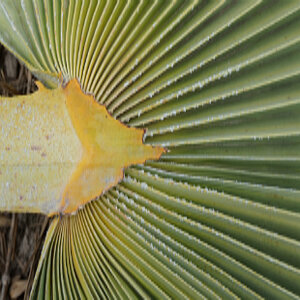 Close-up of a leaf of the carnaúba palm