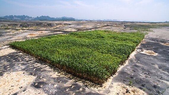 Sorghum on open pit coal mine