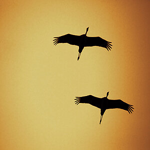 Two cranes in the sky at sunset. 
