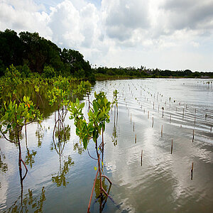 Young mangrove plantation on coastal Bali