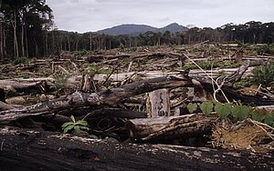 Insgesamt 12 der Banken nehmen Entwaldung als Risiko wahr und drei der analysierten Banken haben Richtlinien zur Vermeidung von Abholzung; Foto: N.C. Turner/WWF