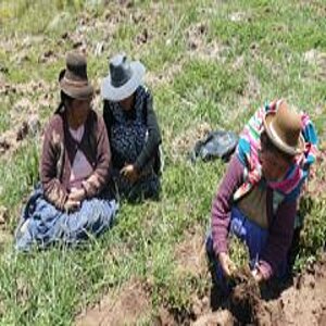 Drei Indio-Frauen begutachten vom Frost geschädigte Kartoffeln