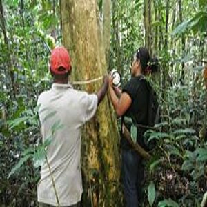 Forest workers measure a trunk